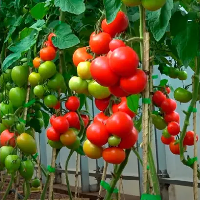 МИРАНДАЛИНА