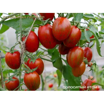 ПОЛОСАТЫЙ АТОМ