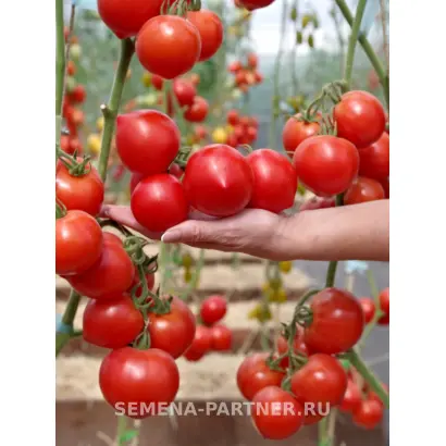 ПРОЛЕТАРОЧКА