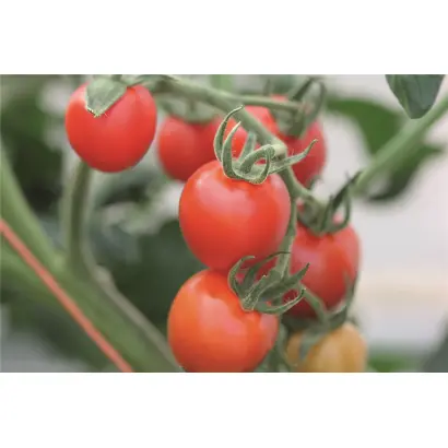 МАУНТИН МЕЙДЖИК