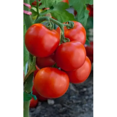 МЛАДШИЙ ЛЕЙТЕНАНТ