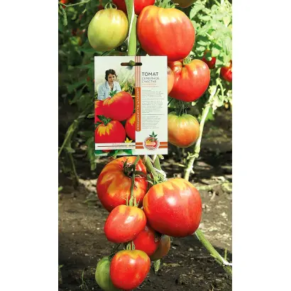 СЕМЕЙНОЕ СЧАСТЬЕ