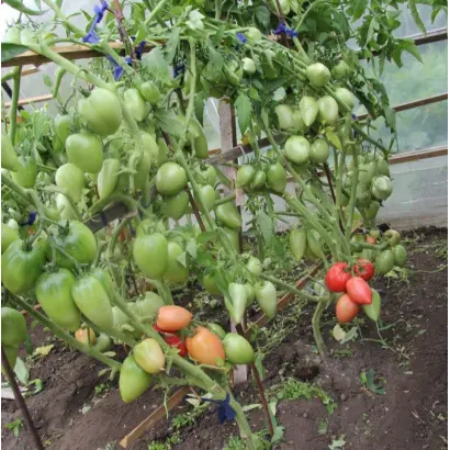 ФИЛИМОНОВНА