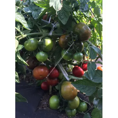 ТАЙНЫЙ ИГРОК