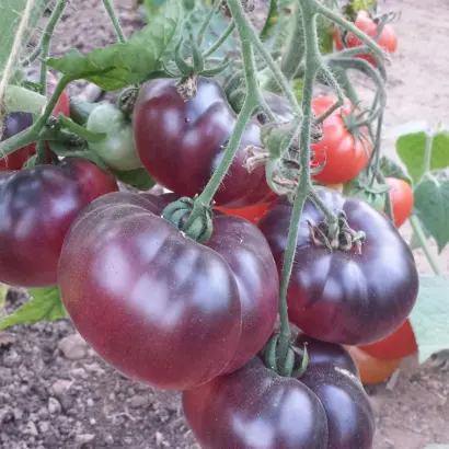 УРАЛЬСКИЙ БРИЛЛИАНТ