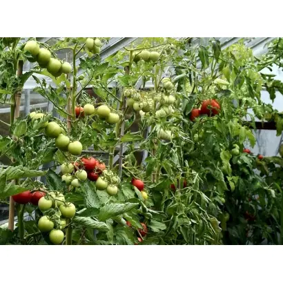 ПОДМОСКОВНЫЙ СМУГЛЫЙ