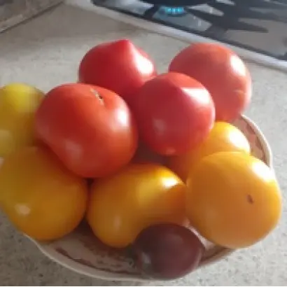 РАДУГА КУБАНИ