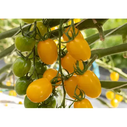 САНТИ ЙЕЛЛОУ