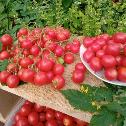 МЕДОВЫЙ МИЛЛИОН