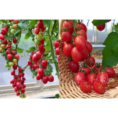 МАЛИНОВОЕ ПЛАМЯ