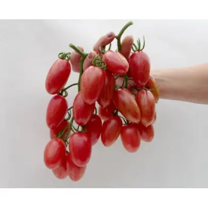 РОЗОВЫЙ КОТЯ