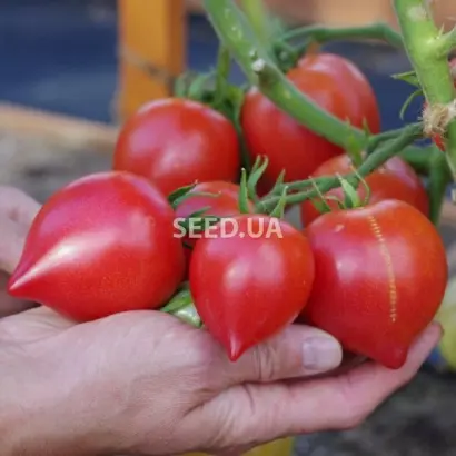 ПАПИНА ДОЧКА