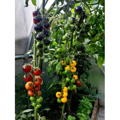 НУАР КОКТЕЙЛЬ