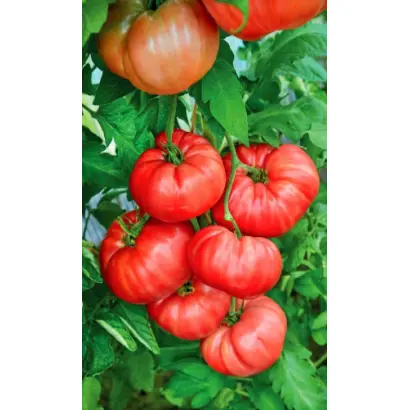 САХАРНАЯ ГОЛОВА