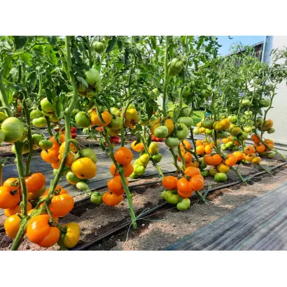 ЯНТАРНЫЙ МЁД