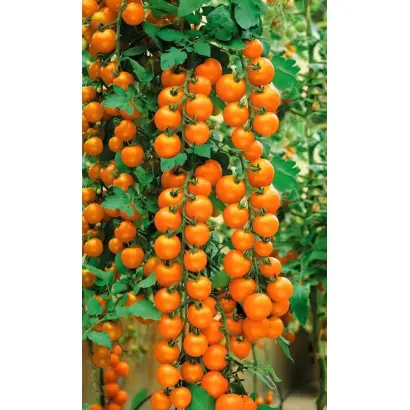 РАПУНЦЕЛЬ КОСЫ ЗОЛОТЫЕ