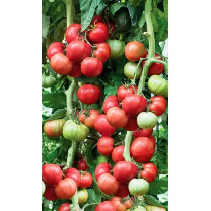 МАЛИНОВСКИЙ