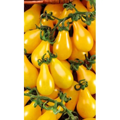 МЕДОВЫЙ КАСКАД