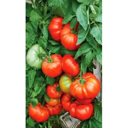 САХАРНАЯ МОЛНИЯ