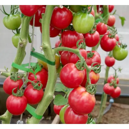 РОЗОВЫЙ ШАР