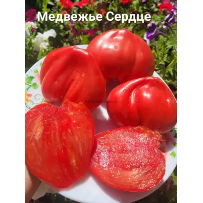 МЕДВЕЖЬЕ СЕРДЦЕ