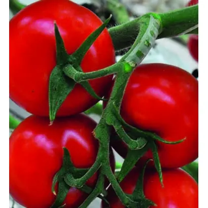 МАРВЕЛЛАНС