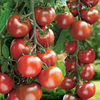 БУРЫЙ КОКТЕЙЛЬ