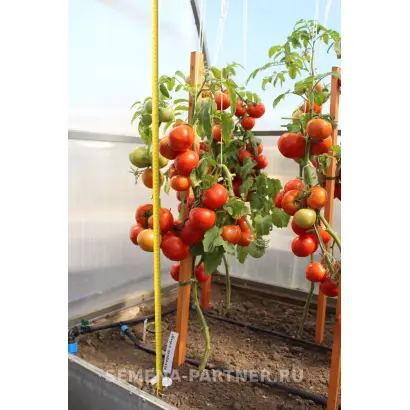 МАДАМ ПОМПАДУР