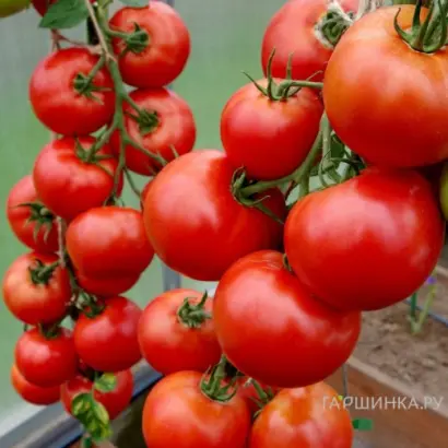 КРАСНЫЙ ФАКЕЛ