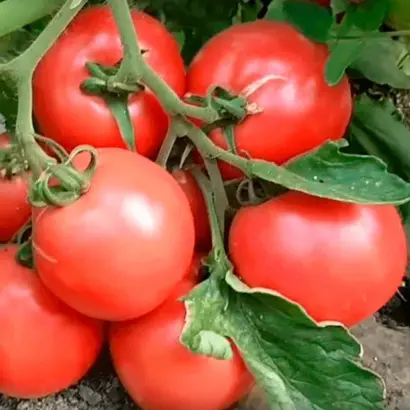 ПИНК КАЛИБР