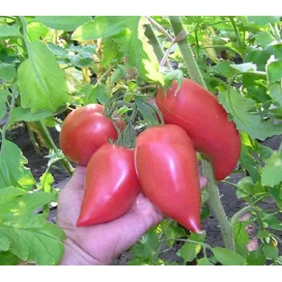 КАКАДУ РОЗОВЫЙ