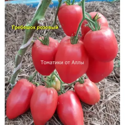 ГРЕБЕШОК РОЗОВЫЙ