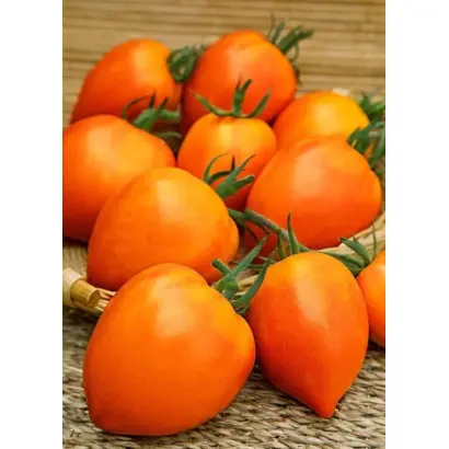 ЯНТАРНЫЙ КУПОЛ