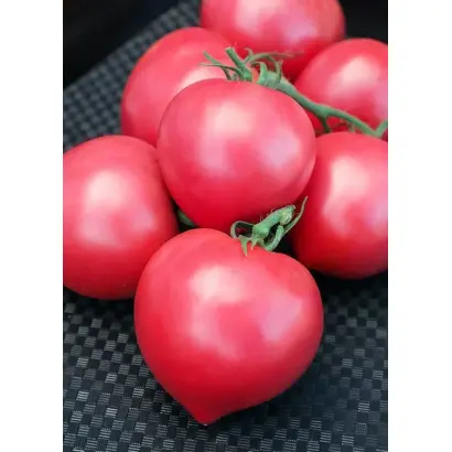 РОЗОВЫЕ ВЕРШИНЫ