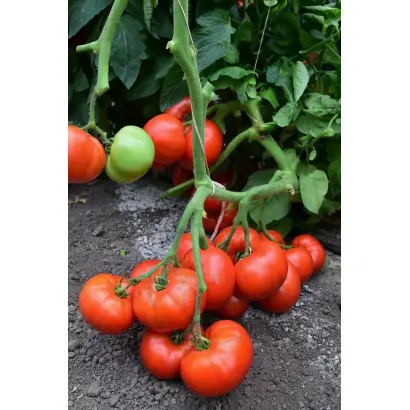 РЭД ФЭНТАЗИ