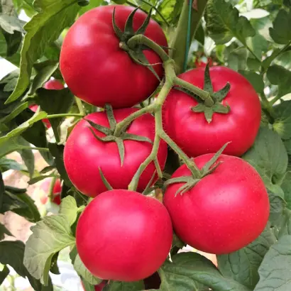 МУЛЬТИСТАР