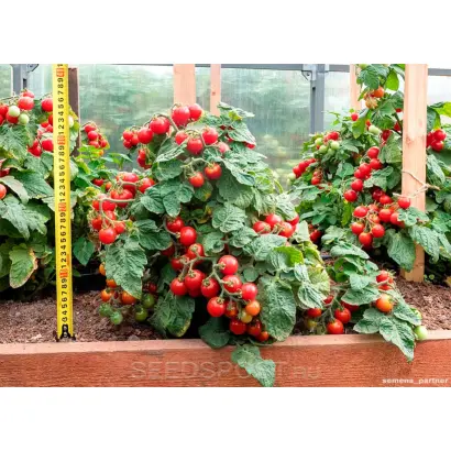 КАМЕННЫЙ ЦВЕТОК