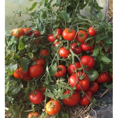 МОНГОЛ КАРЛИК