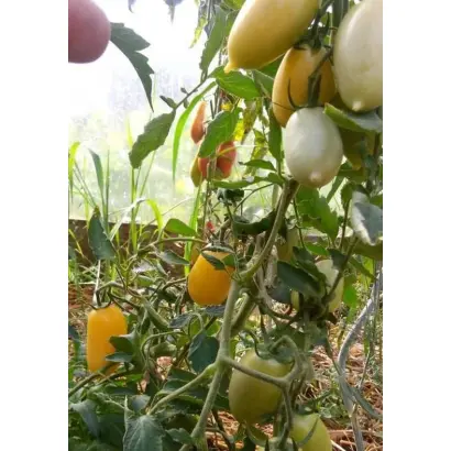 СОСУЛЬКА КРЕМОВАЯ