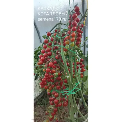 КАСКАД КОРАЛЛОВЫЙ