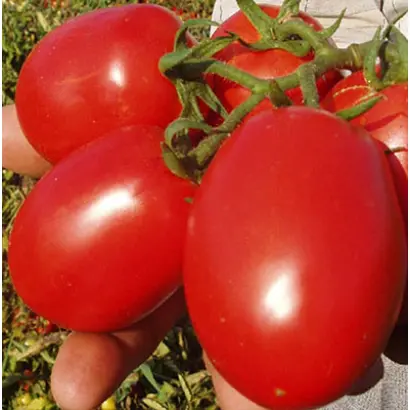 ДАЧНЫЙ ПРИПАС