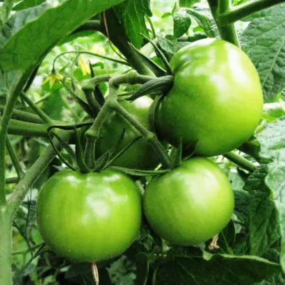 ЛЮБО-ЗЕЛЕНО