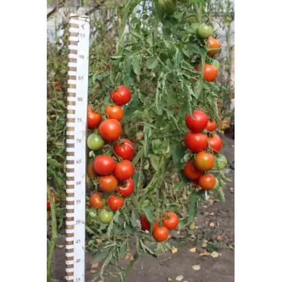 КРАСНЫМ КРАСНО