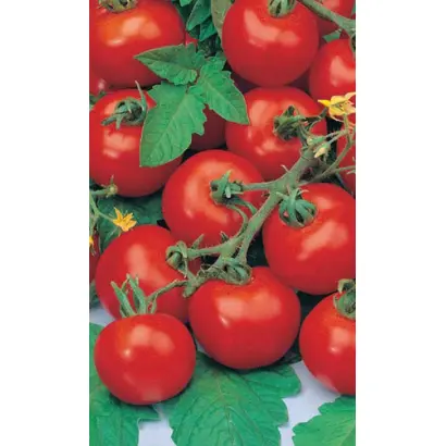 ПРОФЕССИОНАЛ