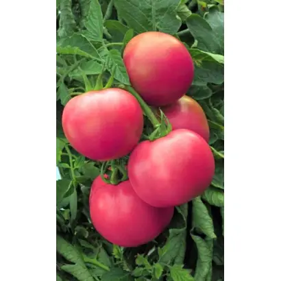 КАСКАДНЫЙ УД