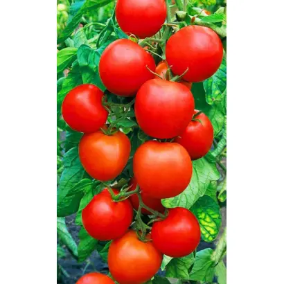 ЧЕЛЯБИНСКИЙ ЗАСОЛ