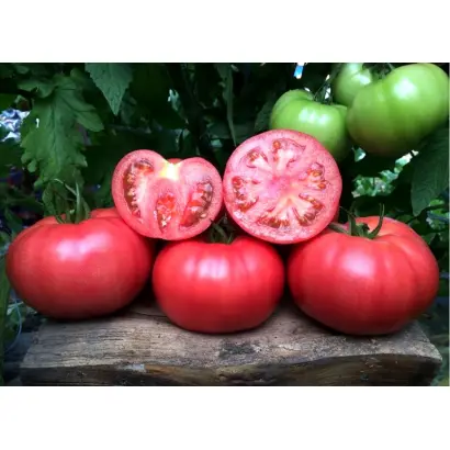 ПИНК МАРГАРИ