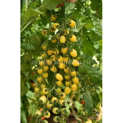 ЛУННЫЙ ФОНТАН