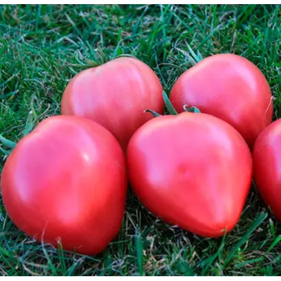 БАБУШКИН ГОСТИНЕЦ