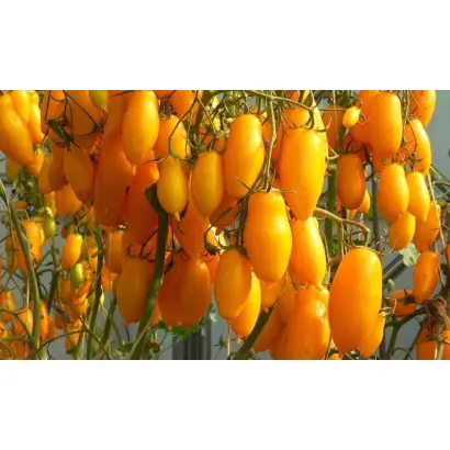 БАНАНОВЫЕ НОГИ